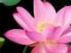 2011年母亲节(2011年母亲节广州羊城晚报报纸)